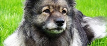 keeshond dog breed