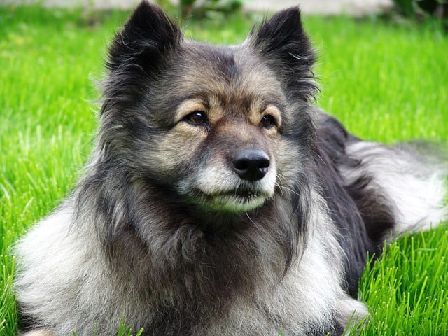 keeshond dog