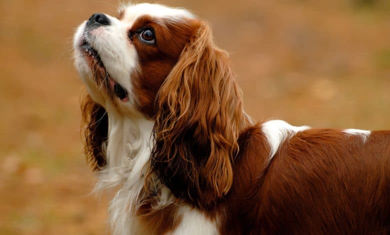 King Charles Spaniel dog in autumn background