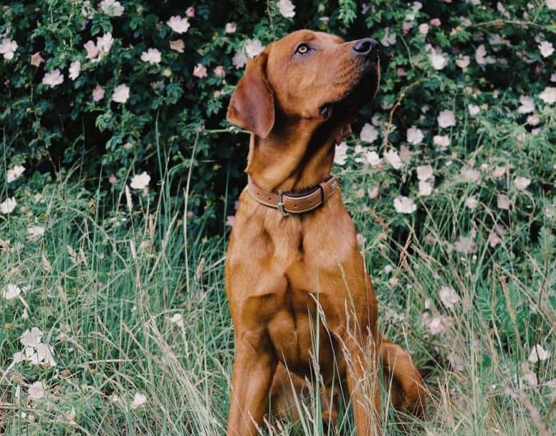 Labrador and Irish Setter mix dog posing on the flowers background