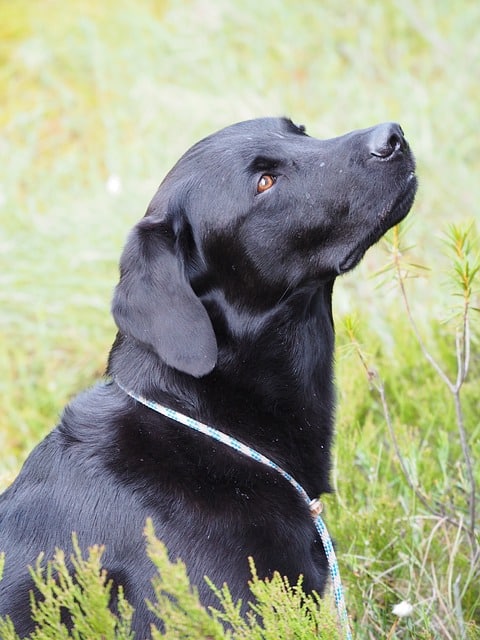 black lab with curly tail