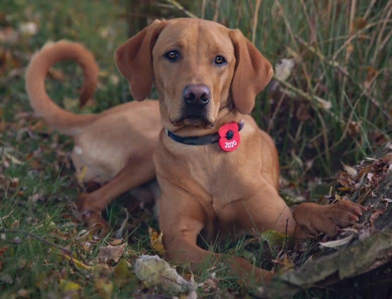 Labrador Retriever Vizsla mix dog lying outside