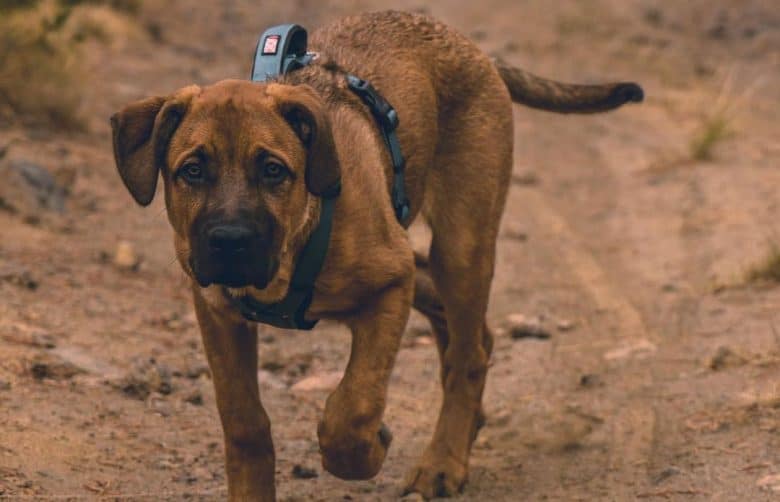 Labrador Saint Bernard mix dog on a hike