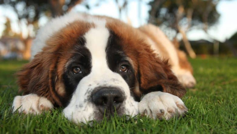 Lazy Saint Bernard dog lying outside