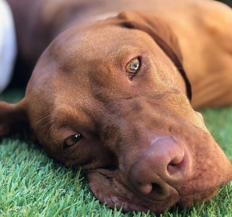 Lazy Vizsla dog lying on the grass
