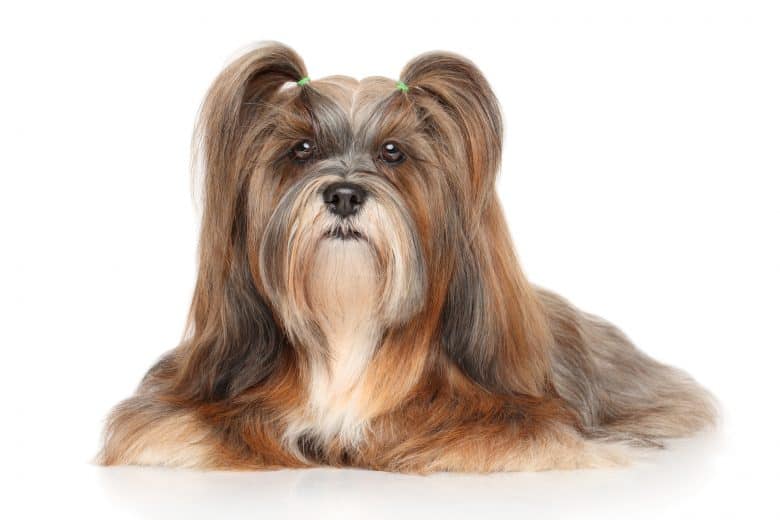 Adorable Lhasa Apso dog