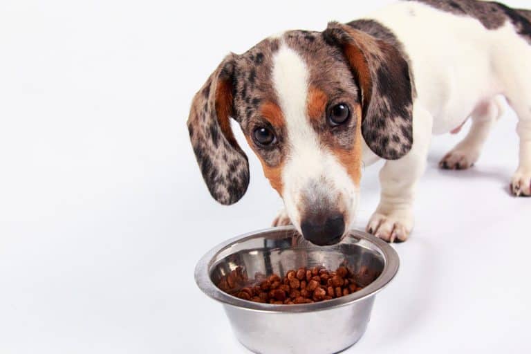 Guide to the Best Dog Food for Dachshund Pups, Adults