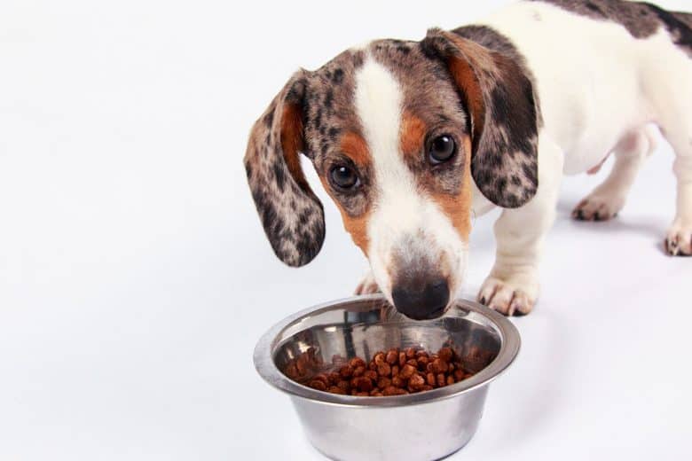 Little Dachshund dog eating food