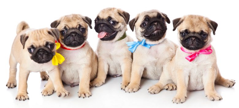 Five little Pug dog puppies