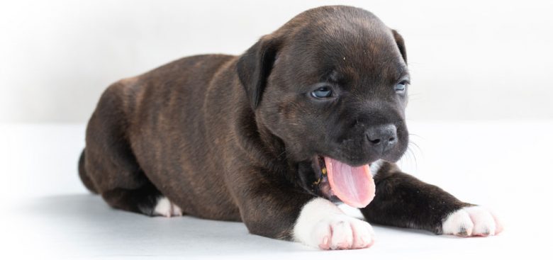 Little Staffordshire Bull Terrier puppy