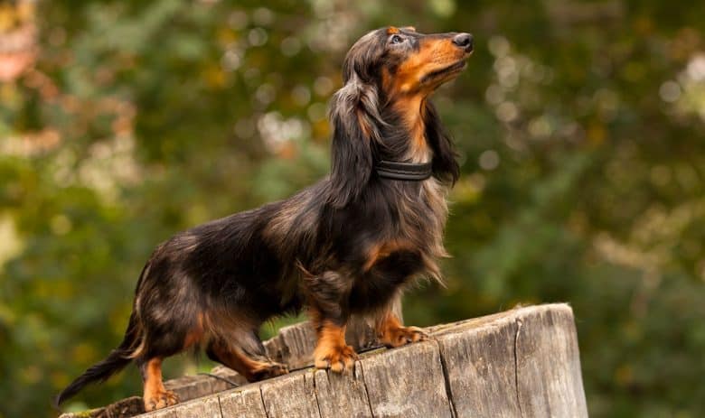 Long-haired Dachshund dog