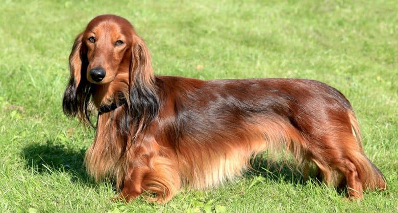 Gorgeous long-haired Dachshund dog standing on the grass