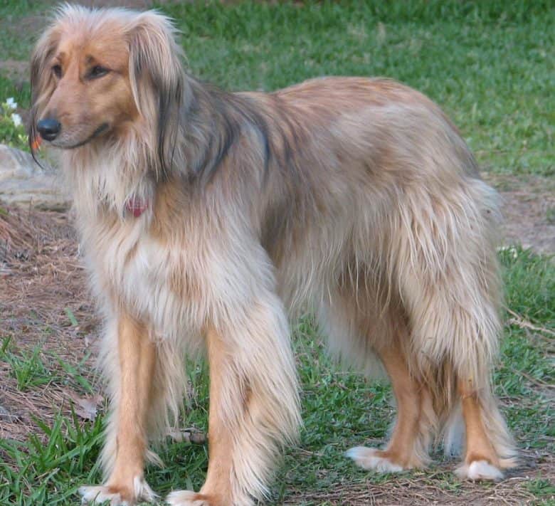 Long hairy Afghan Collie standing on the yard