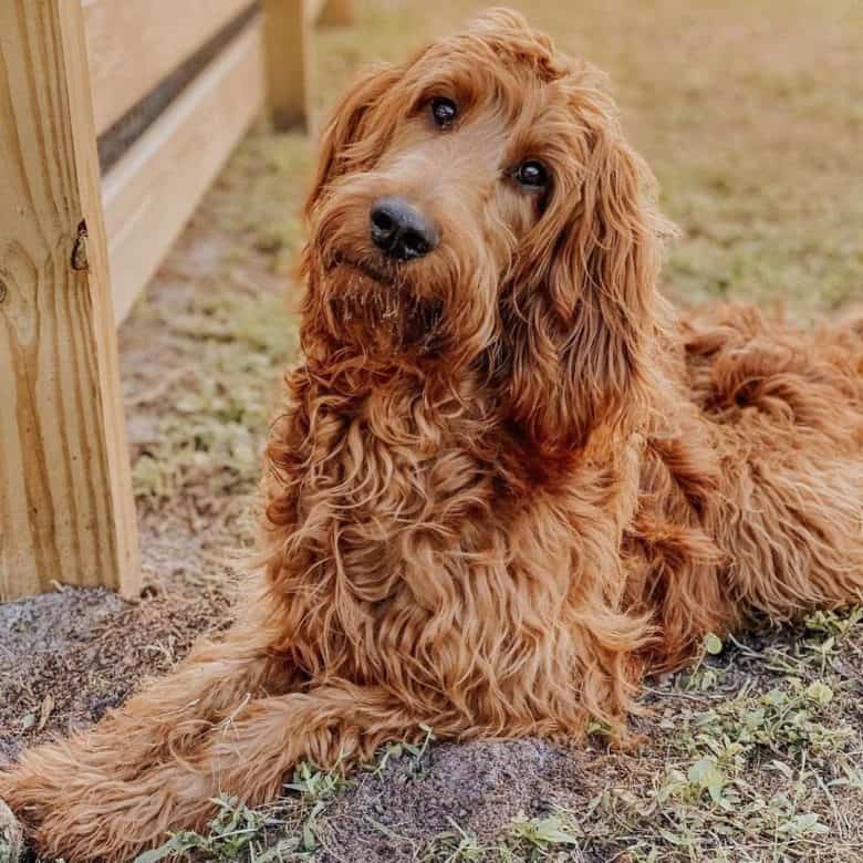 Lovely Poodle and Irish Setter mix dog portrait