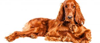 Portrait of lying Irish Setter dog