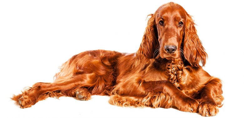 Portrait of lying Irish Setter dog