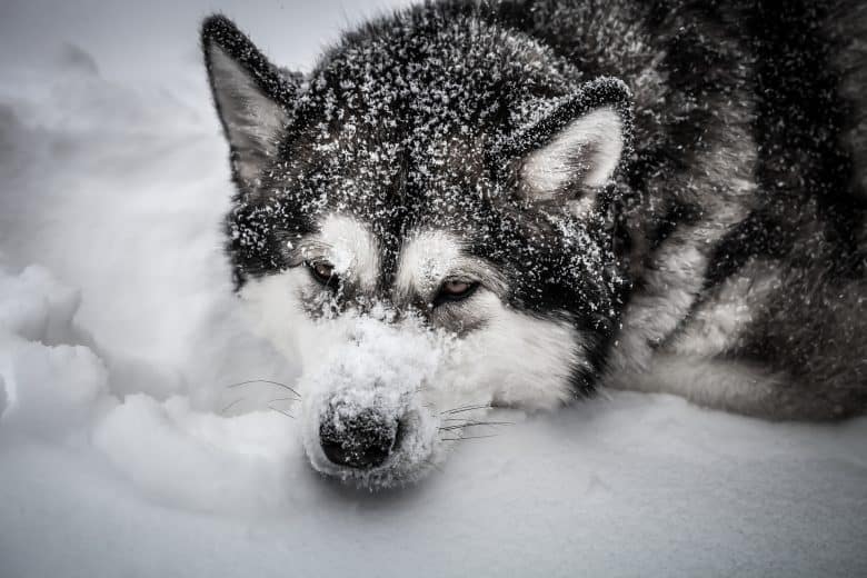 Alaskan Malamute in the snow
