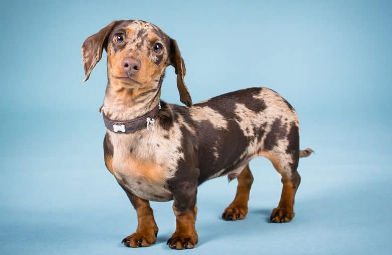 Male Dachshund dog portrait