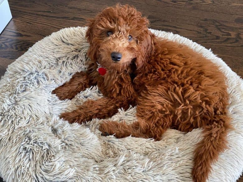 Miniature Irish Setter Doogle mix dog lying on his comfy bed