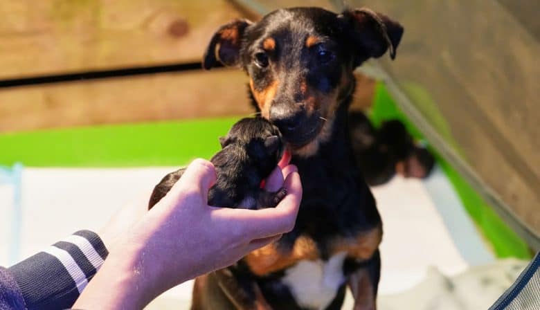 Mother Jack Russell Terrier dog with litter of newborn puppies