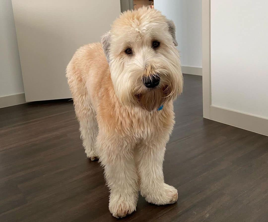 wheaten terrier puppies