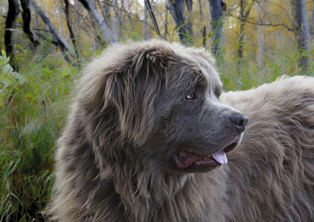 newfoundland mastiff dog