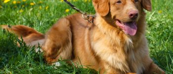 Nova Scotia Duck Tolling Retriever posing on flowery grass