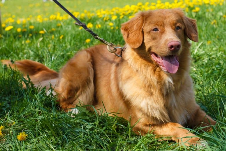 Nova Scotia Duck Tolling Retriever posing on flowery grass