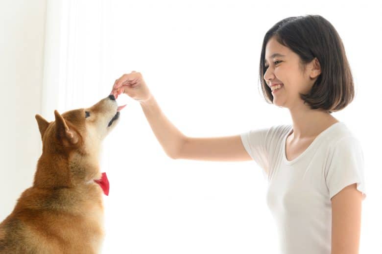 Obedient Shiba Inu dog receiving treats from its owner