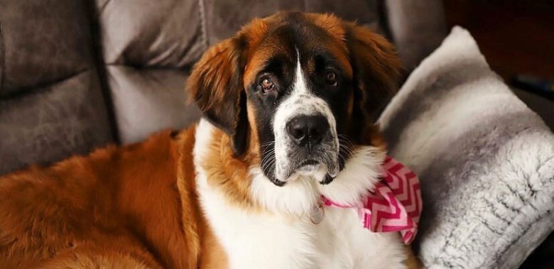 Old Saint Bernard dog lying on the couch