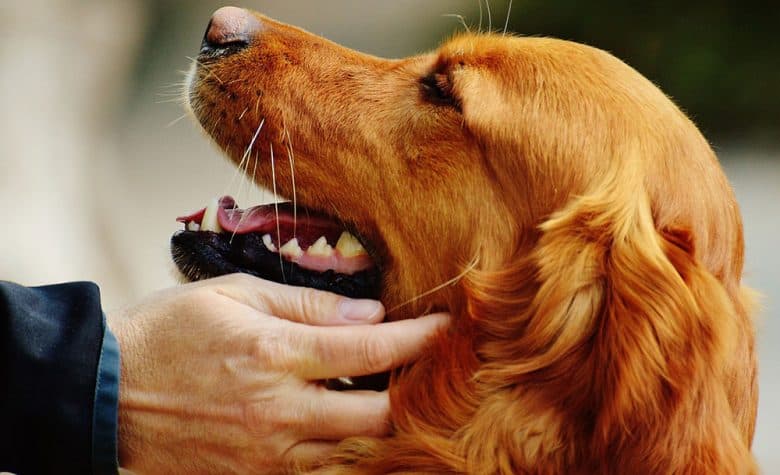 Panting Irish Setter dog confort by the owner