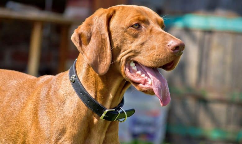 Panting Vizsla dog portrait