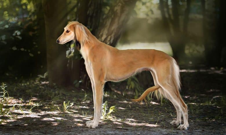 Perfect portrait of Saluki dog posing in the nature