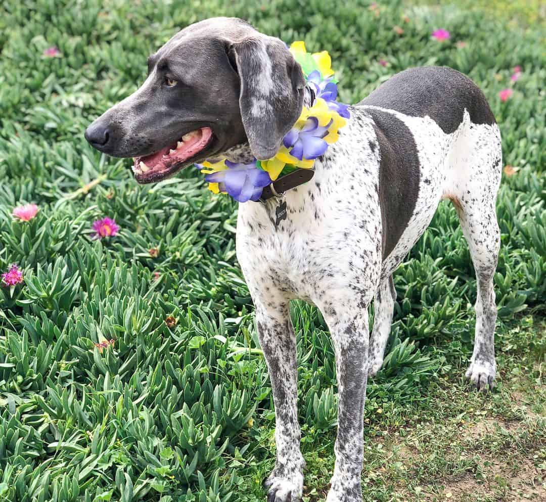 and Goofy Is the Weimaraner Right For You? K9 