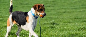Active Harrier dog