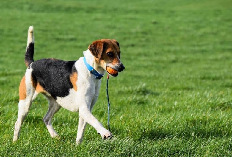 Active Harrier dog