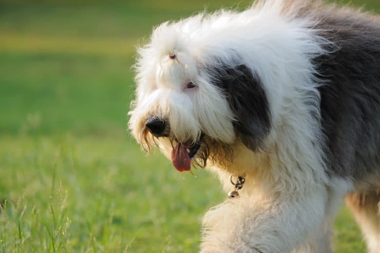 Giocoso Old English Sheepdog che cammina sul prato