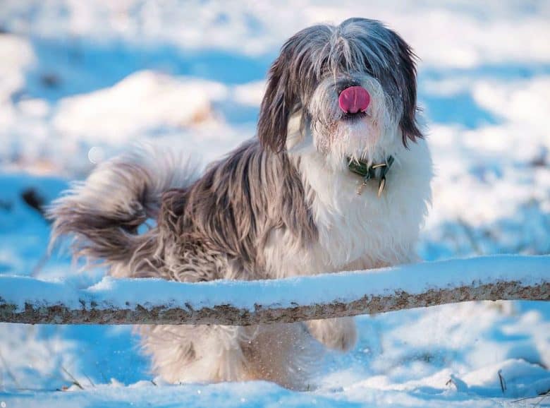 Polish Lowland Sheepdog in a snow