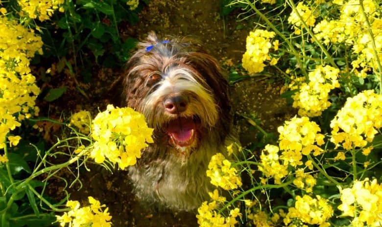 PON in the beautiful yellow Colza flowers