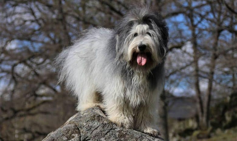 Polish Lowland Sheepdog in the top of a rock