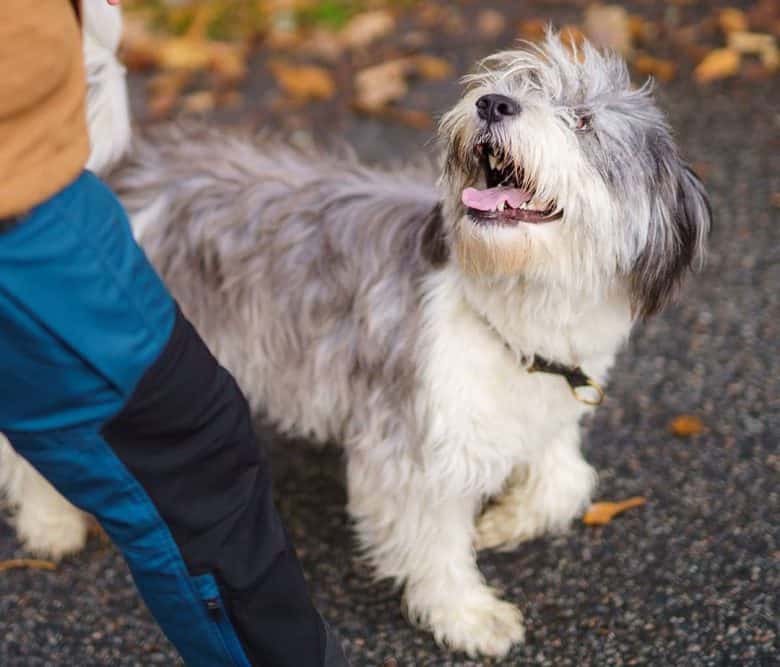 Polish Lowland Sheepdog looking at the owner while walking