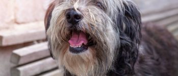 Polish Lowland Sheepdog portrait