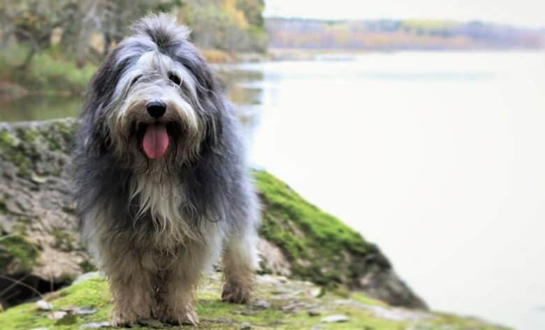 Polish Lowland Sheepdog posing in a lake