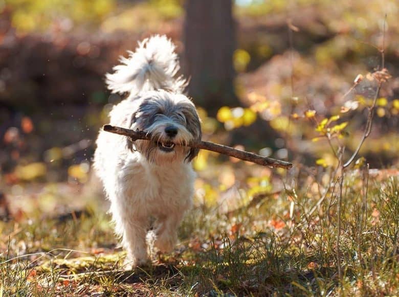 Polish Lowland Sheepdog walking while chewing stick