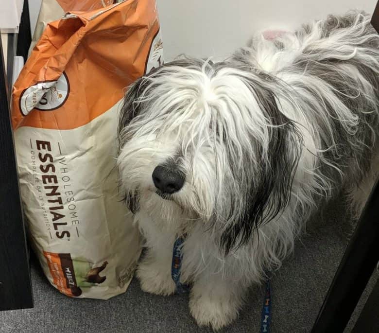 Polish Lowland Sheepdog with his sack of food