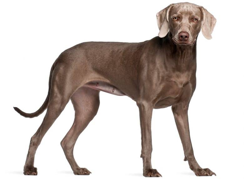 Portrait of adult Weimaraner dog