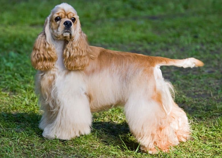 Portrait of American Cocker Spaniel dog