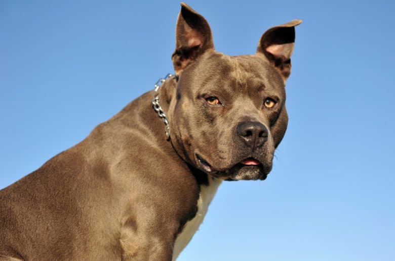 Portrait of American Staffordshire Terrier dog