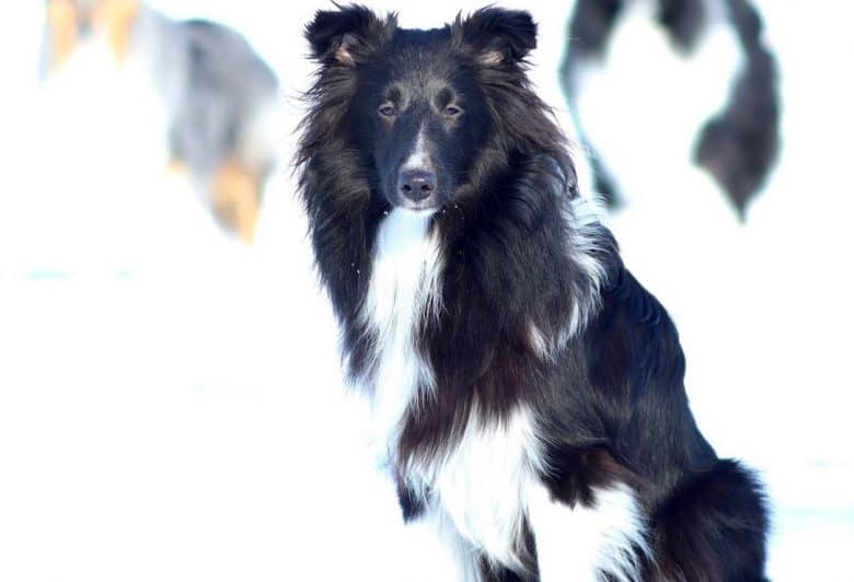 Portrait of a Bi Black Sheltie dog