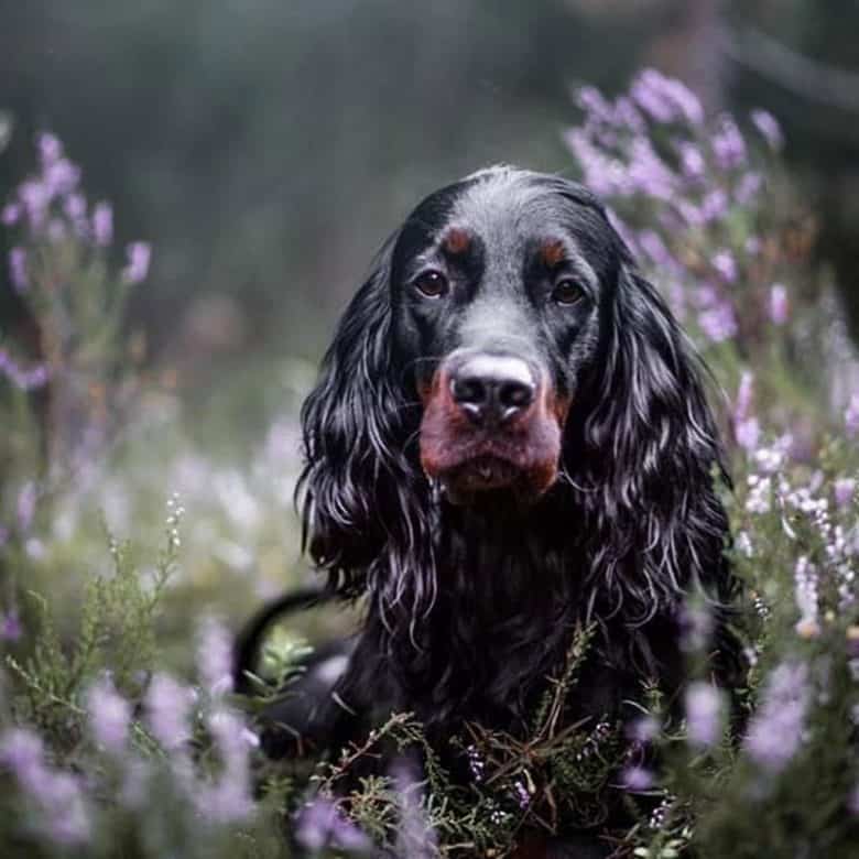 Portrait of a black Gordon Setter dog